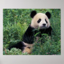 Search for panda bear art Asia