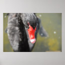 Search for black swan bird posters Swans