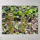 Search for fiddlehead Nature