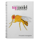 Search for drosophila Research