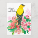 Search for american goldfinch postcards Washington state bird