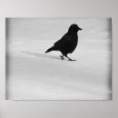 Search for crow in snow posters Bird
