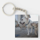 Search for labrador key rings Puppy