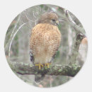 Search for red tailed hawk stickers Nature