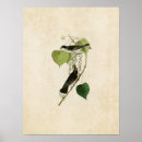 Search for flycatcher posters Illustration