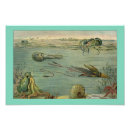 Search for cuttlefish posters Sea life