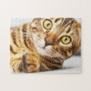 Search for bengal cat puzzles Cute