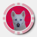 Search for white siberian husky Cute