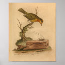 Search for natural history art Antique