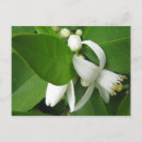 Search for orange blossoms postcards Flower