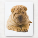 Search for pei electronics Puppies