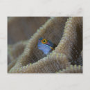 Search for poking postcards Wildlife