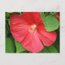 Search for green hibiscus postcards Flower