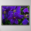 Search for clematis posters Blossom