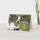 Search for chihuahua cards Animal