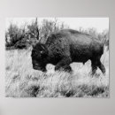 Search for buffaloes posters Nature