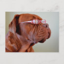 Search for french mastiff postcards Dog