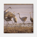 Search for sandhill magnets Animal