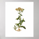 Search for herb illustration posters Food