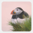 Search for puffin stickers Atlantic