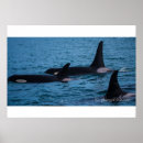 Search for orca killer whale art Whales