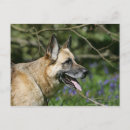 Search for headshot postcards Panting