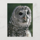 Search for strix postcards Bird