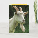 Search for old goat birthday cards Cute