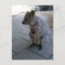 Search for furries postcards Marsupial