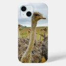 Search for ostrich iphone cases Bird