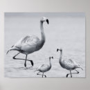 Search for black and white tropical posters Monochrome