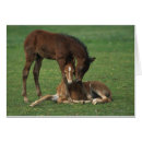 Search for morgan postcards Equestrian