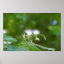 Search for tree flowers posters Nature