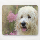 Search for goldendoodle mousepads Canine