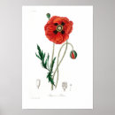 Search for botanical poppy illustration art Vintage