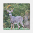 Search for deer buck magnets White tailed deer