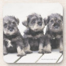 Search for schnauzer coasters Horizontal