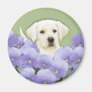 Search for labrador retriever magnets Puppy