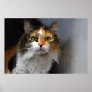 Search for tortoiseshell posters Calico