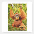 Search for rainforest stickers Orangutan