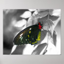 Search for white and black butterfly posters Animal