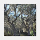 Search for oak tree magnets Moss