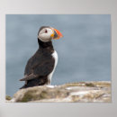 Search for puffin posters Photograph