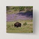 Search for wild animals badges Usa