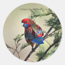 Search for rosella stickers Bird