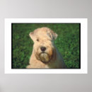 Search for coated posters Dog