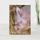 Search for funny pig christmas cards Farm animal