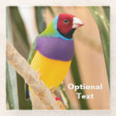 Search for parakeet barware Animal