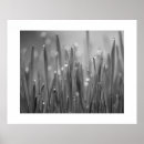 Search for droplet posters Nature
