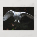 Search for openings postcards Bird